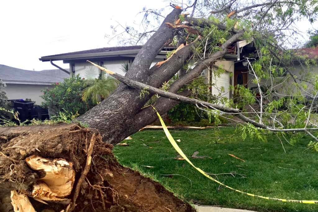 Professional Tree Services in Slidell for storm cleanup