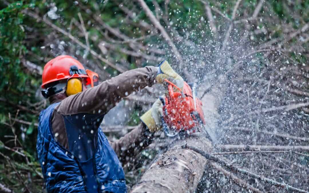 Reliable Tree Service in Slidell