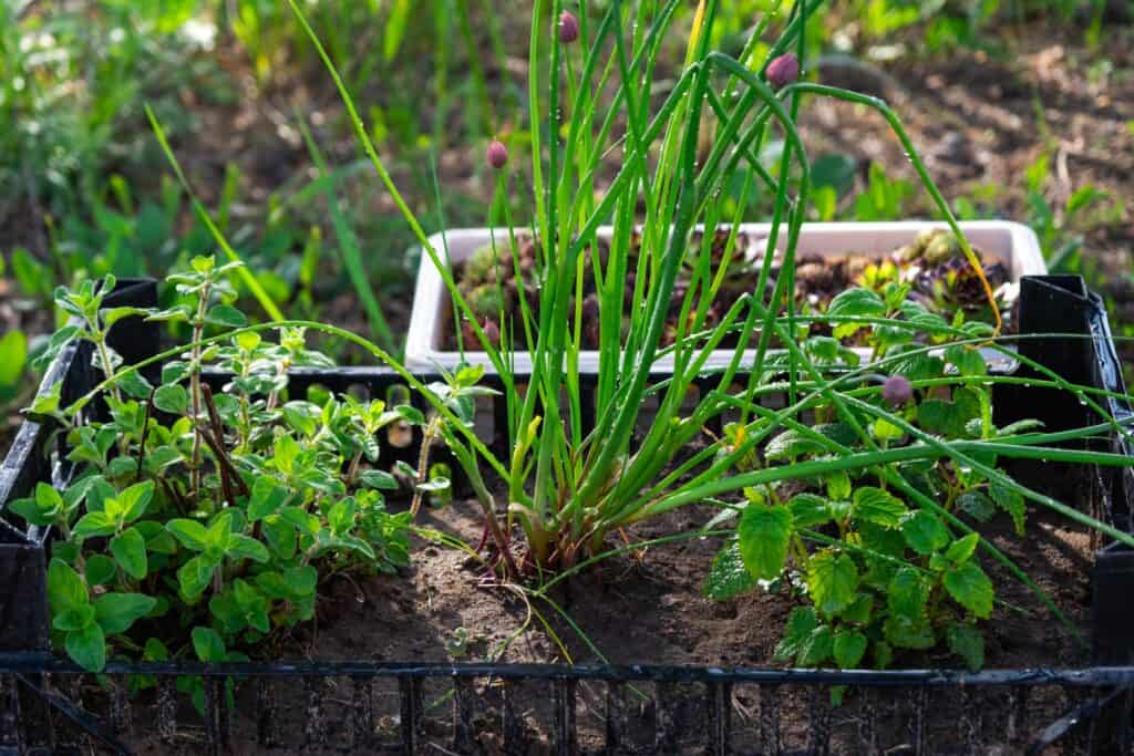 planting an herb garden