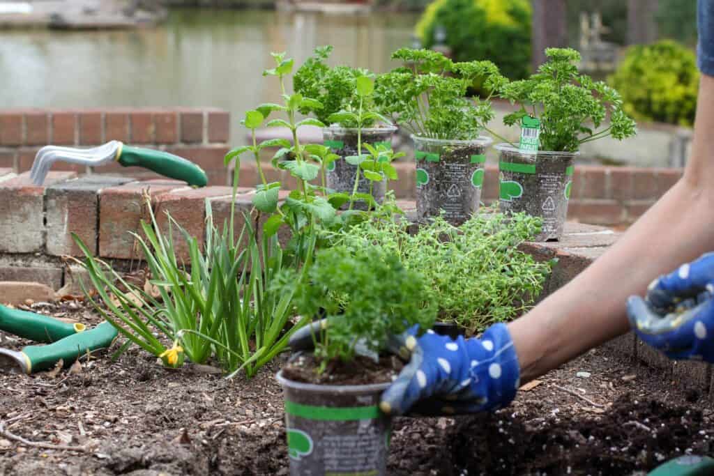 planting an herb garden in Louisiana