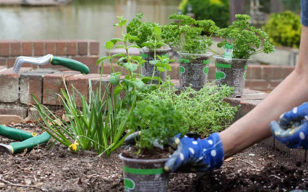 planting an herb garden in Louisiana