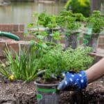 planting an herb garden in Louisiana