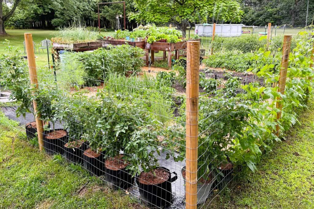 vegetable garden