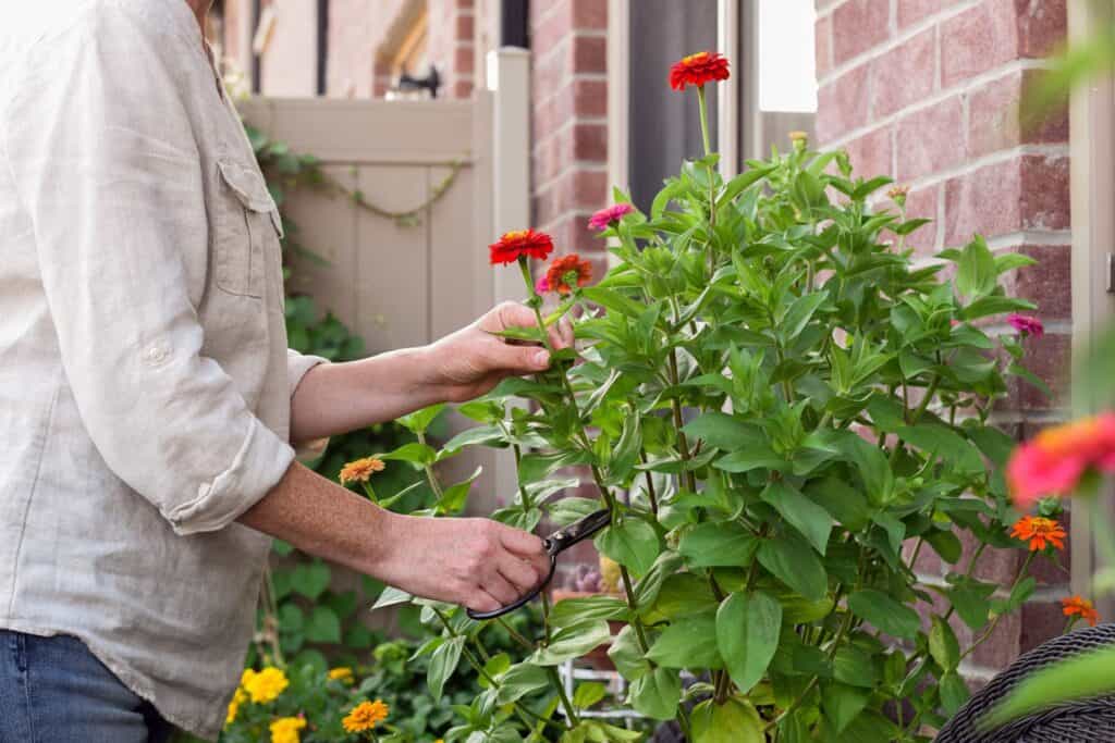 woman-is-cutting-zinnia-flowers-for-a-bouquet