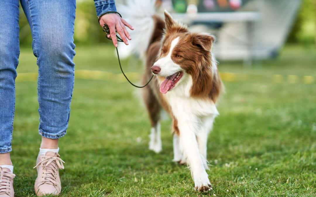 Voted Best Customer Service for Dog Boarding and Training in Slidell, Louisiana 2025